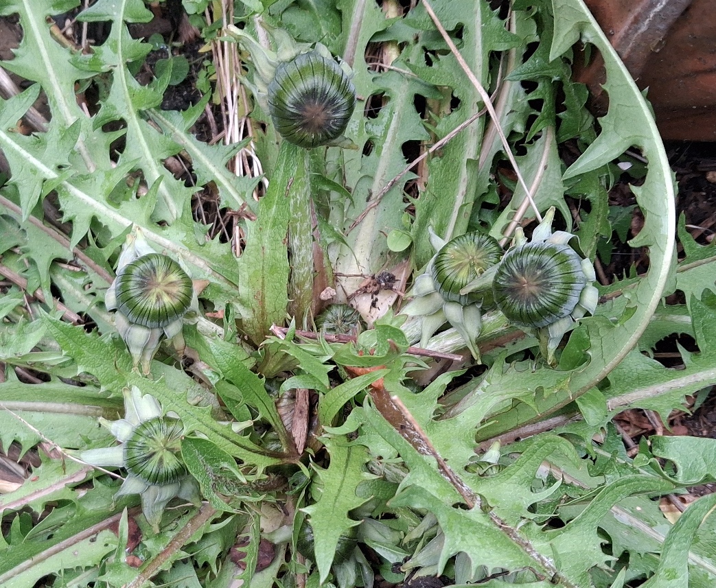 dandelion buds