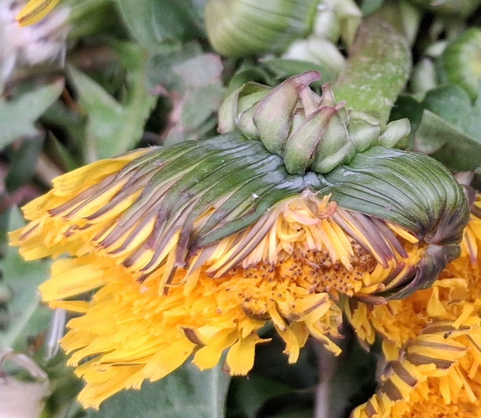 dandelion fasciated