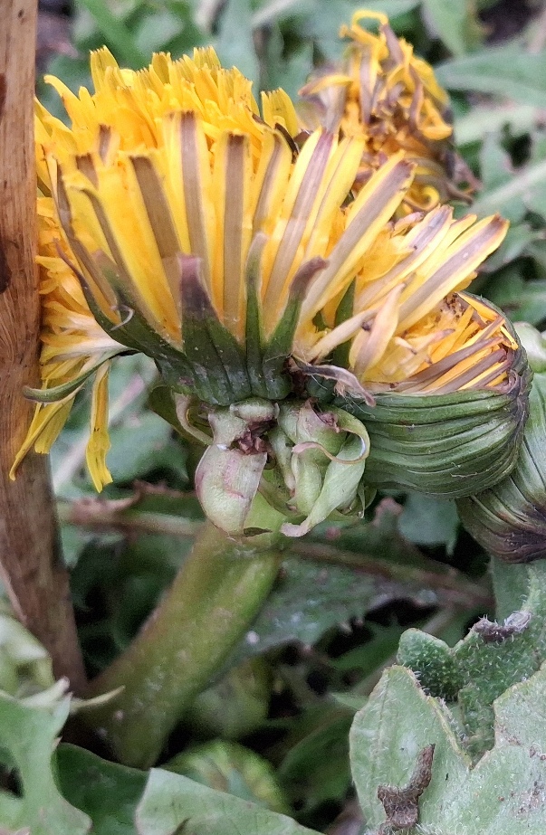 dandelion fasciated