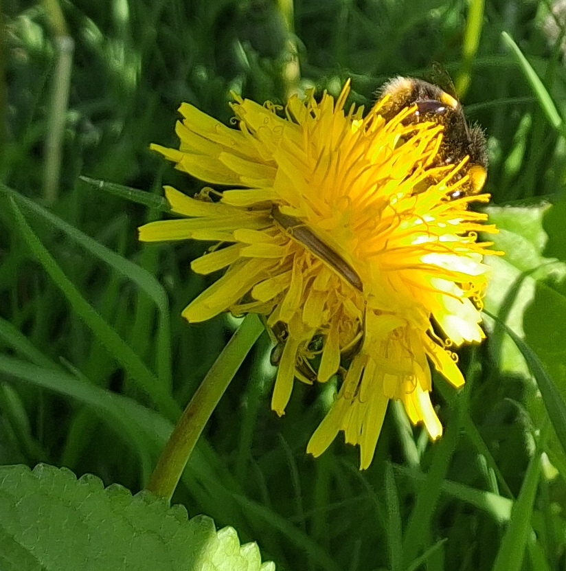 dandelion bee