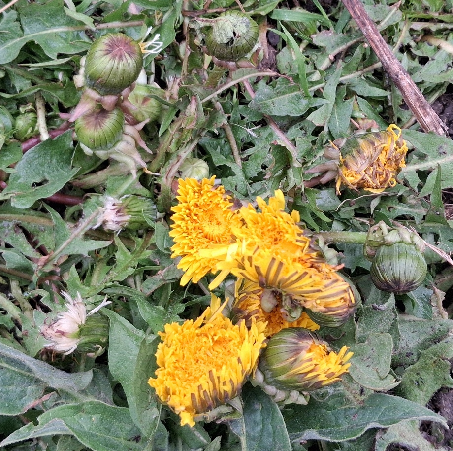 dandelion fat buds