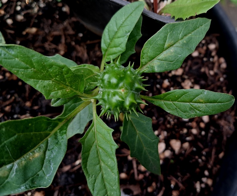 datura