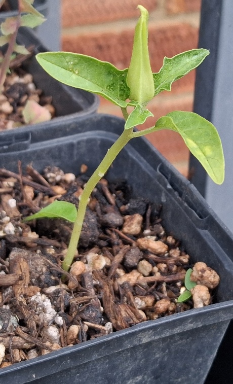 datura stramonium