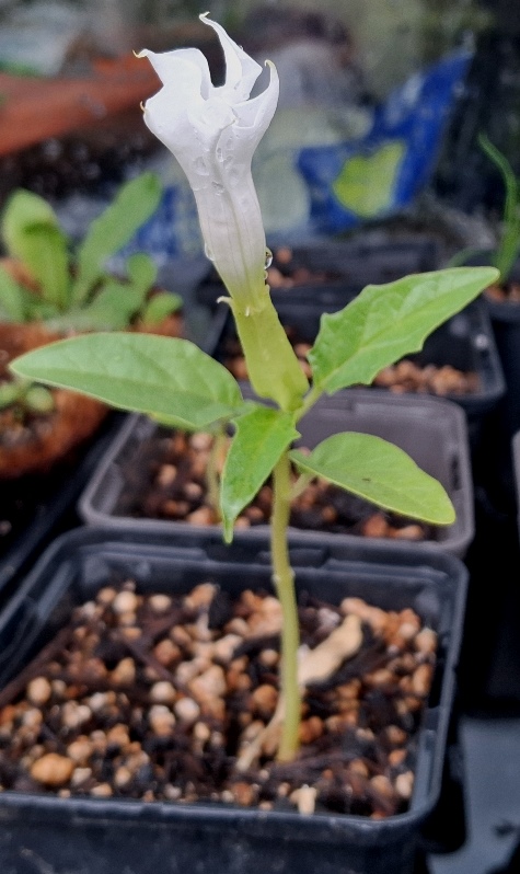 datura stramonium