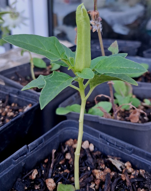 datura stramonium