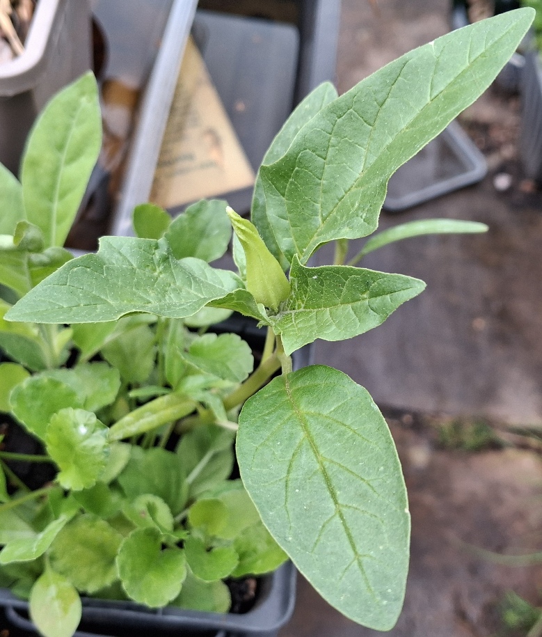 datura