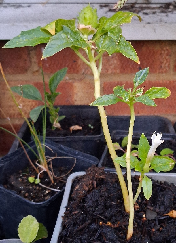 datura