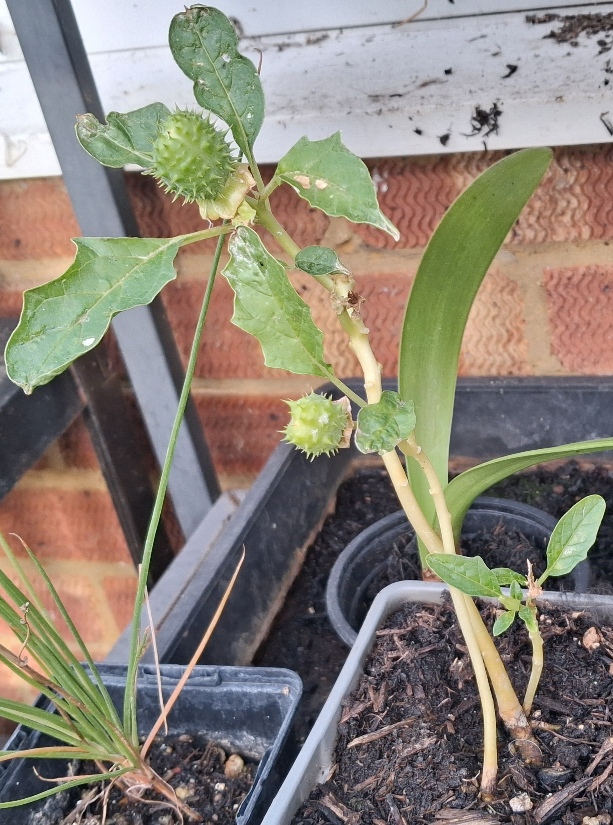 datura