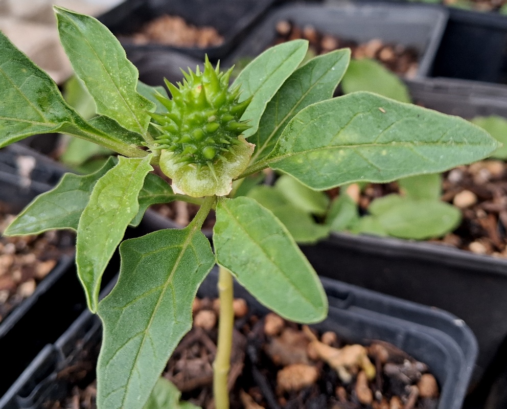 datura stromium seedpod