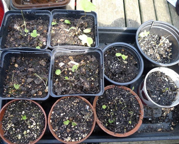 delphinium seedlings