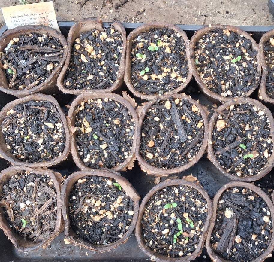 dianthus seedlings