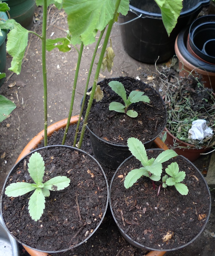 drumstick scabious seedlings