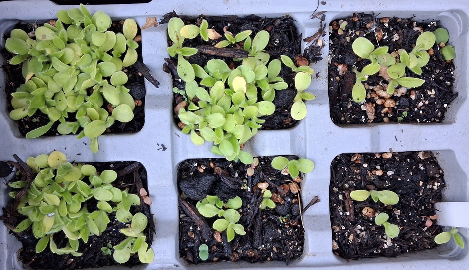 echium blue bedder seedlings
