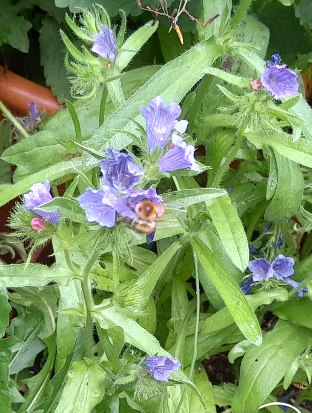 echium Blue Bedder with bee