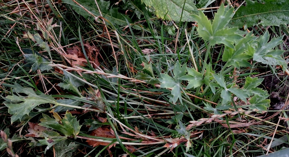 eryngium bourgatii