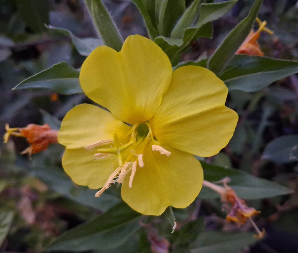 evening primrose
