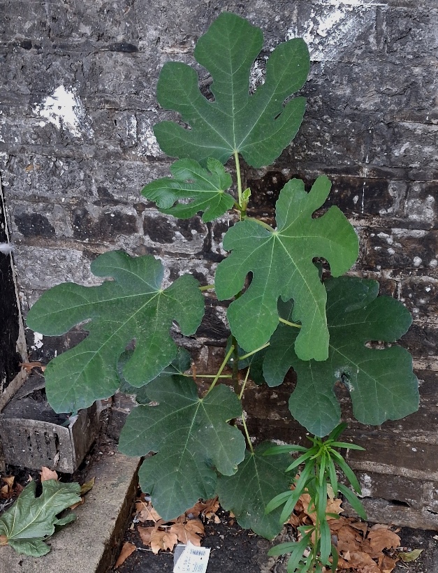 fig