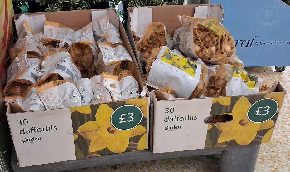 garden by sainsburys daffodils