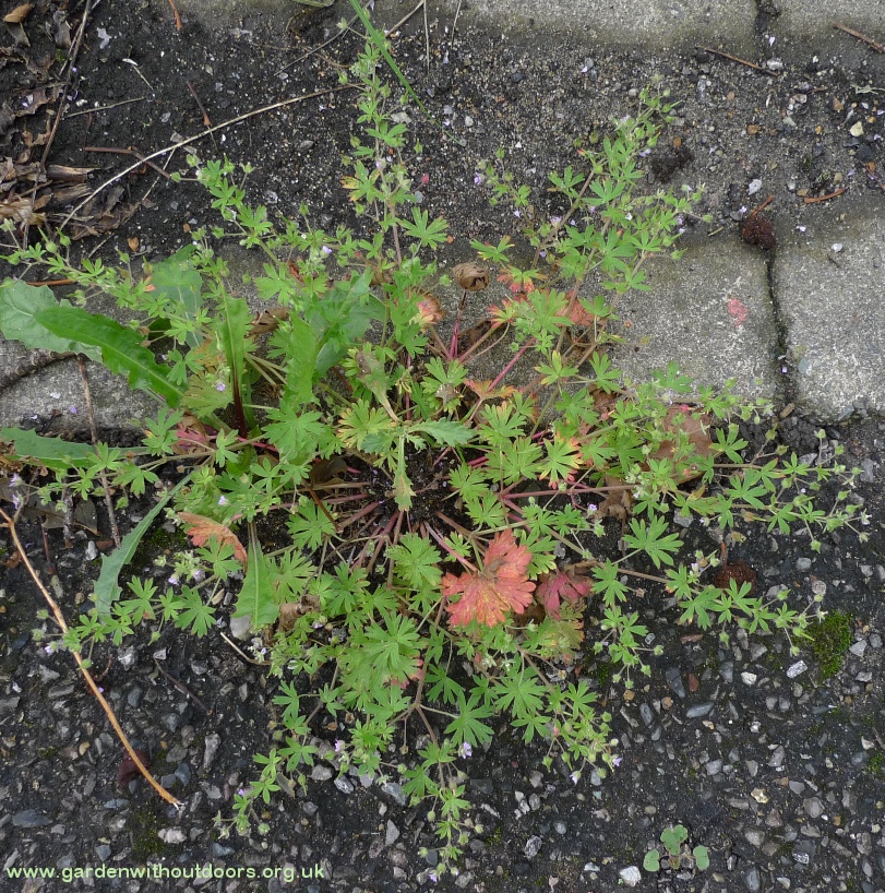 geranium pusillum