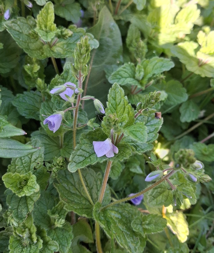 germander speedwell