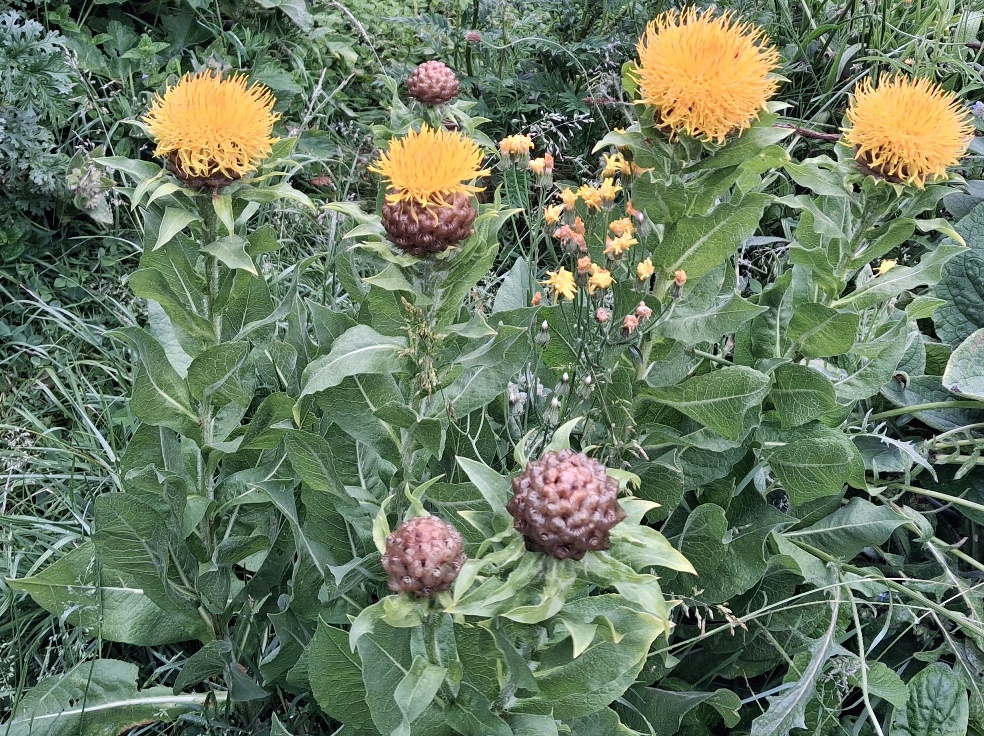 giant knapweed