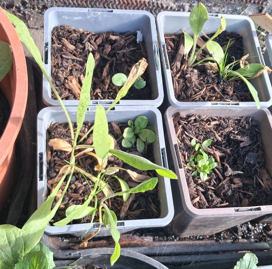 giant knapweed seedling