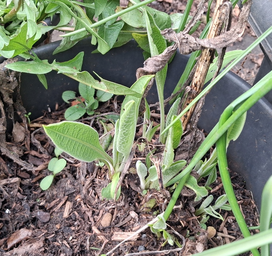 giant knapweed shoots