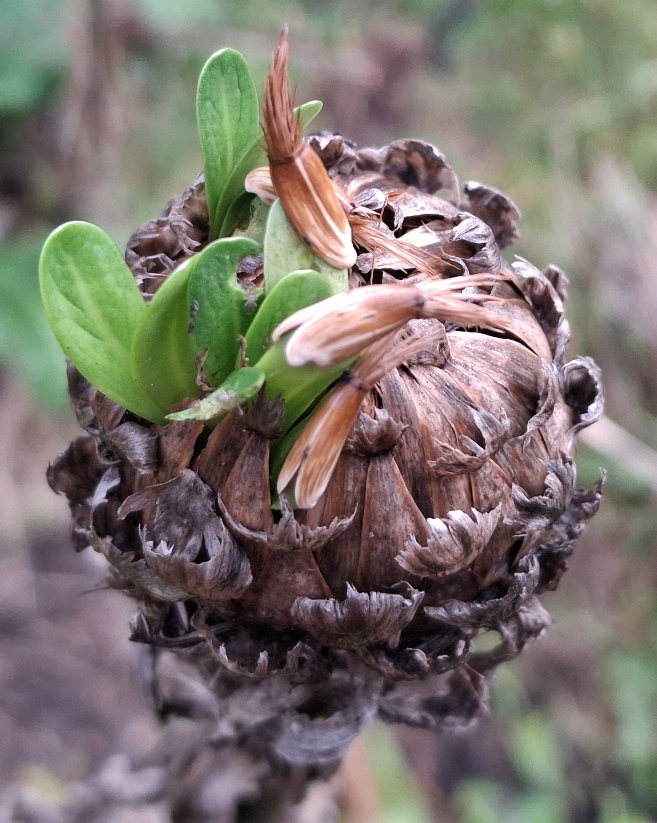 giant knapweed centaurea macrocephala vivipary
