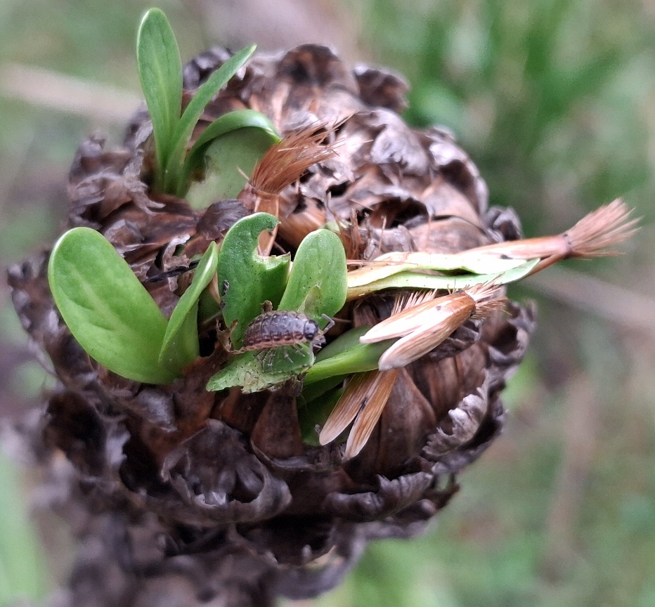 giant knapweed centaurea macrocephala vivipary striped woodlouse