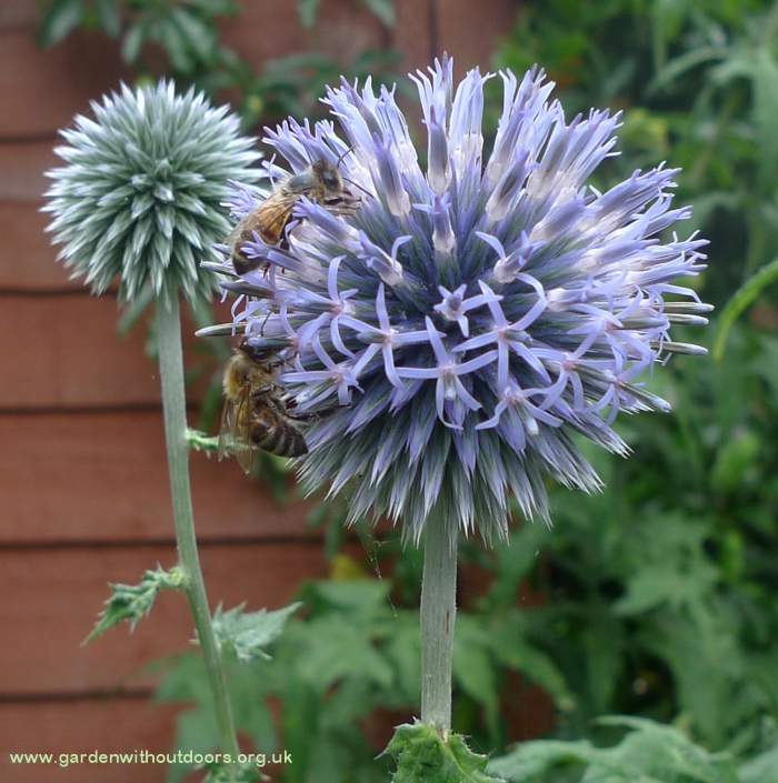 globe thistle with bee