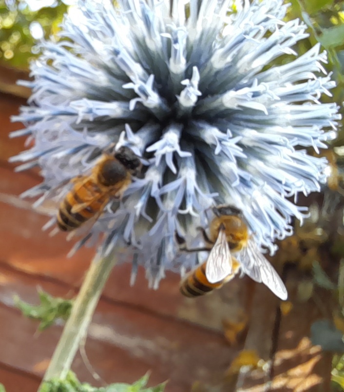 globe thistle with bees