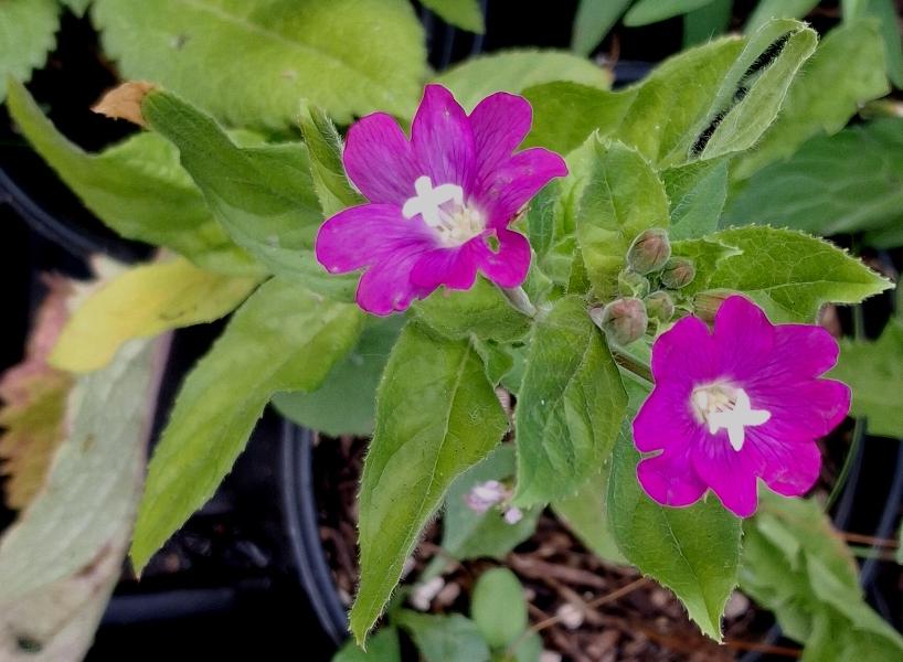 great hairy willowherb