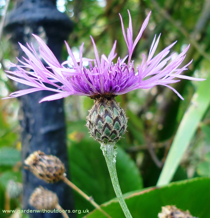 greater knapweed