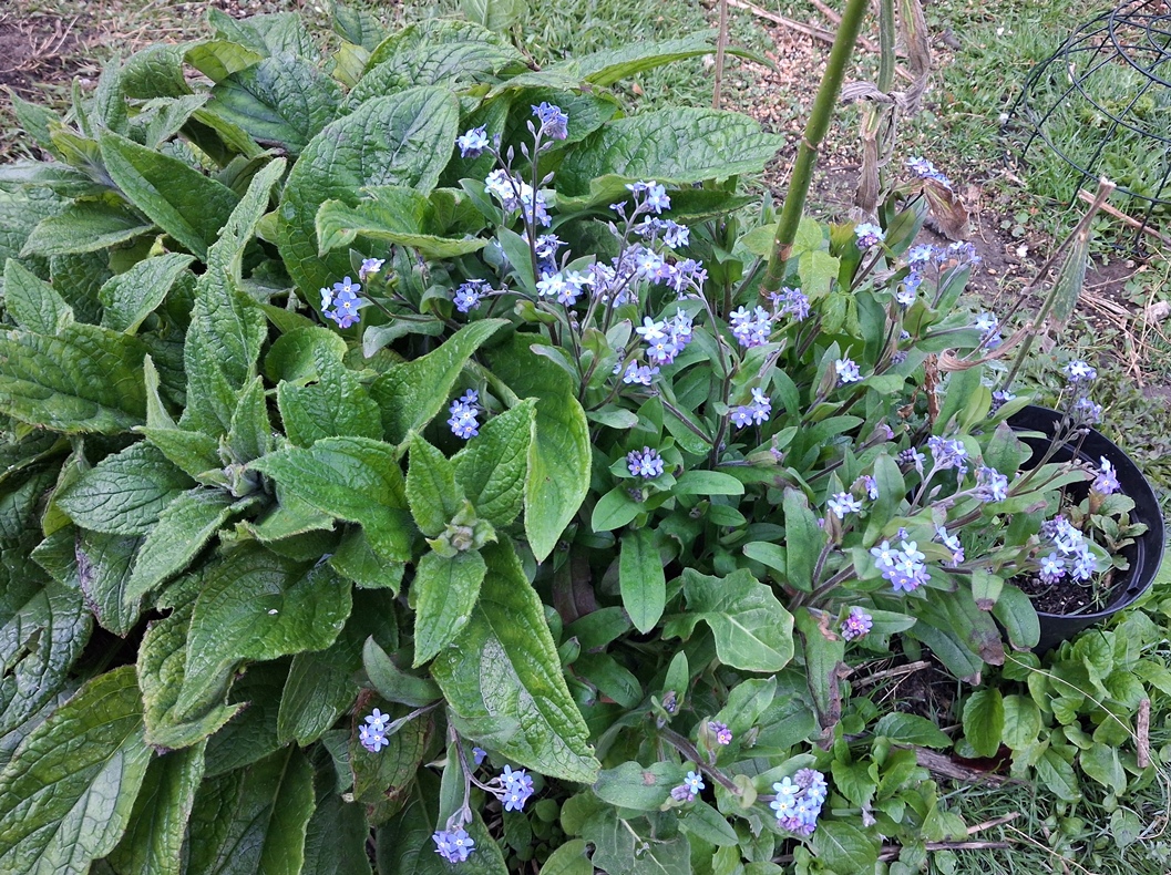 forget-me-not green alkanet