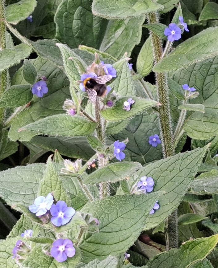 green alkanet with bee