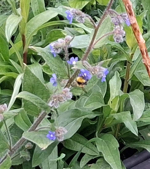 green alkanet with bee