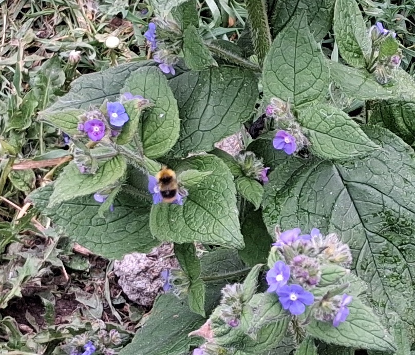green alkanet bee