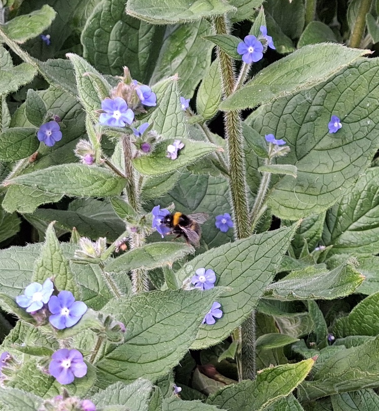 green alkanet with bee