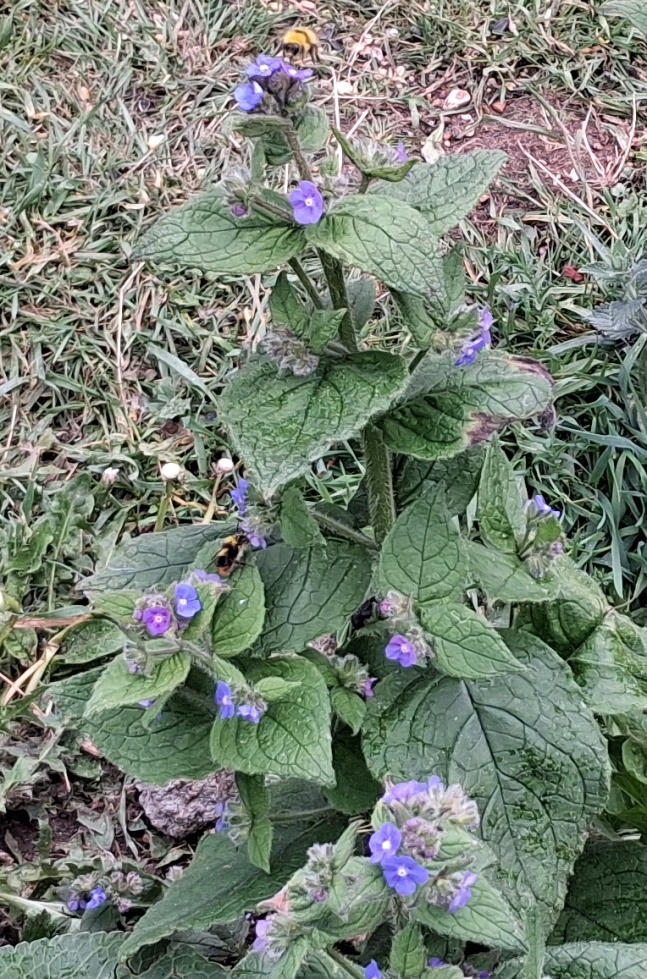green alknaet bees