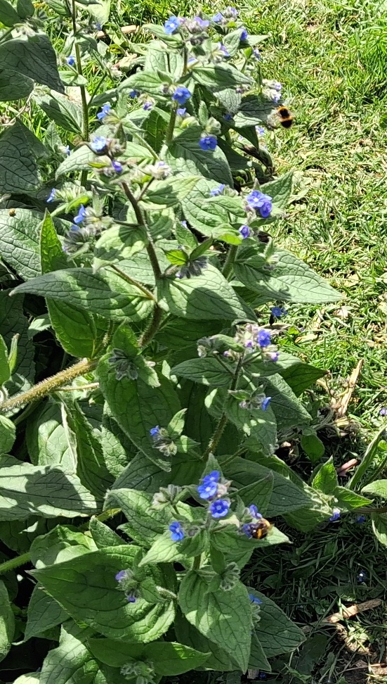 green alkanet bees