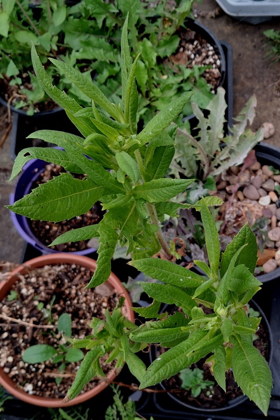 guizotia