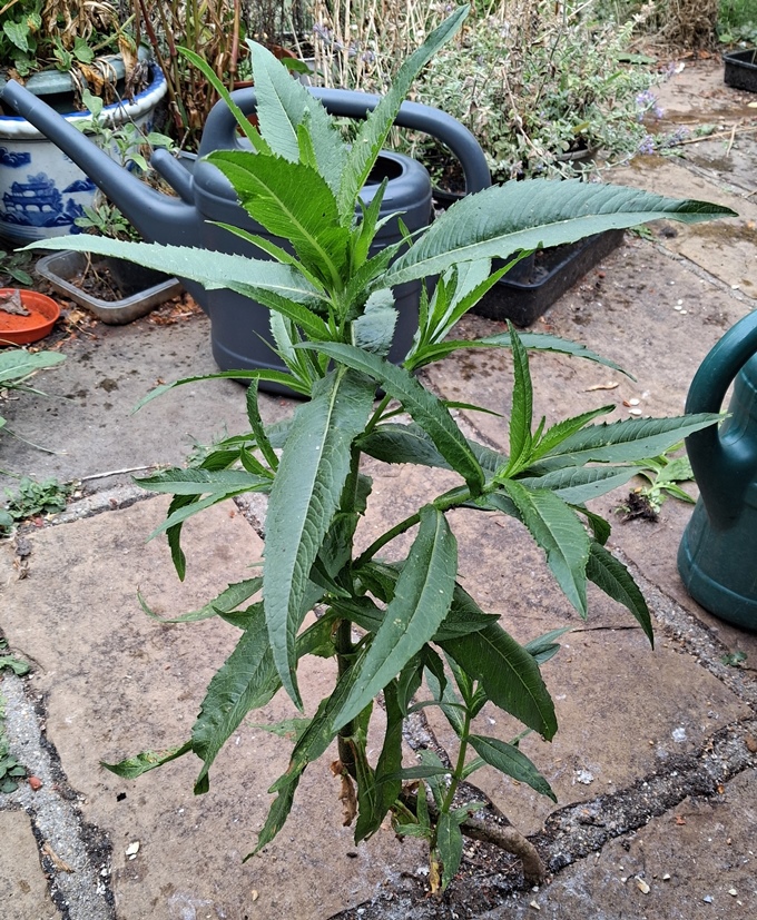 guizotia
