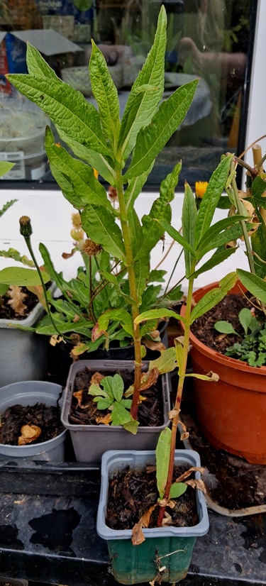 guizotia