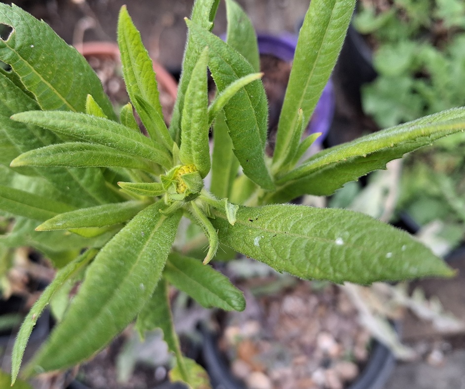 guizotia