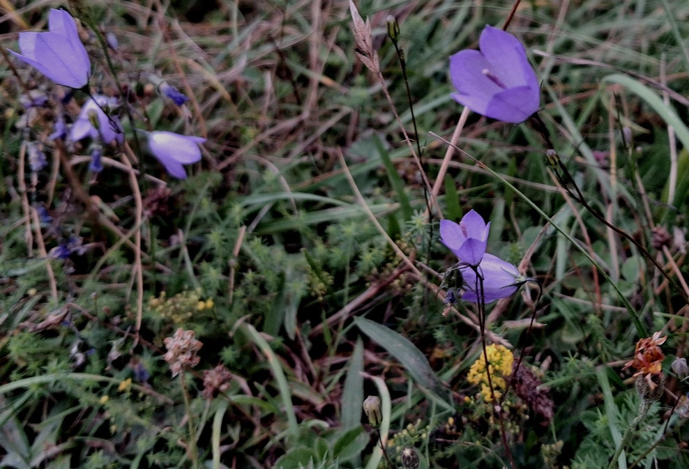 harebells campanula rotundifolia