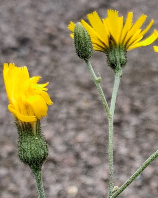 hawkweed