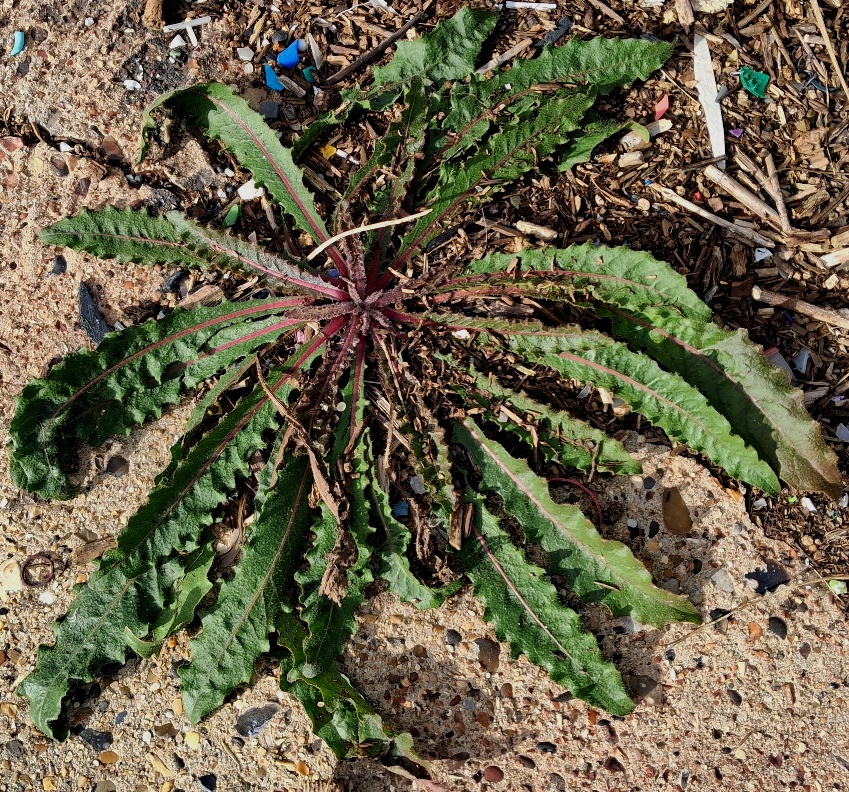 hawkweed oxtongue picris hieracioides