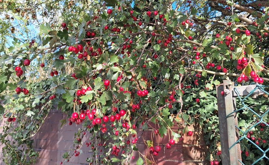 hawthorn
