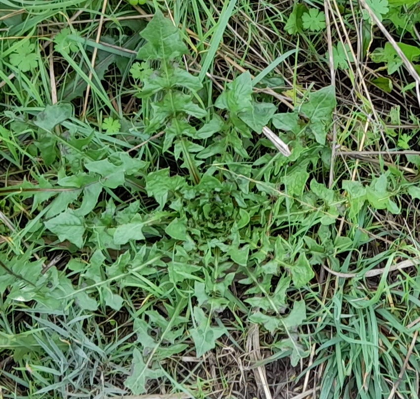hedge mustard rosettte possibly rainham marshes
