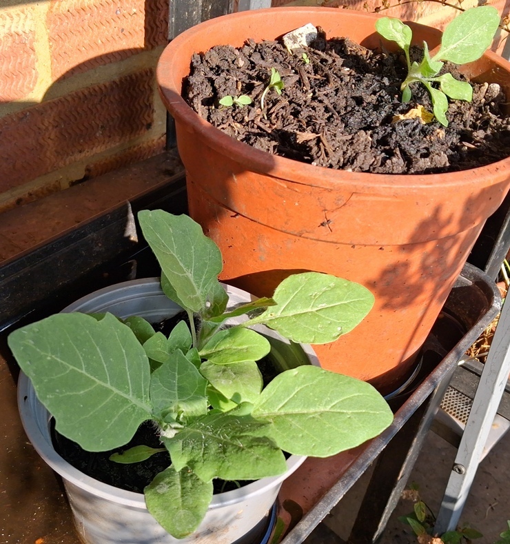 henbane Hyoscyamus niger